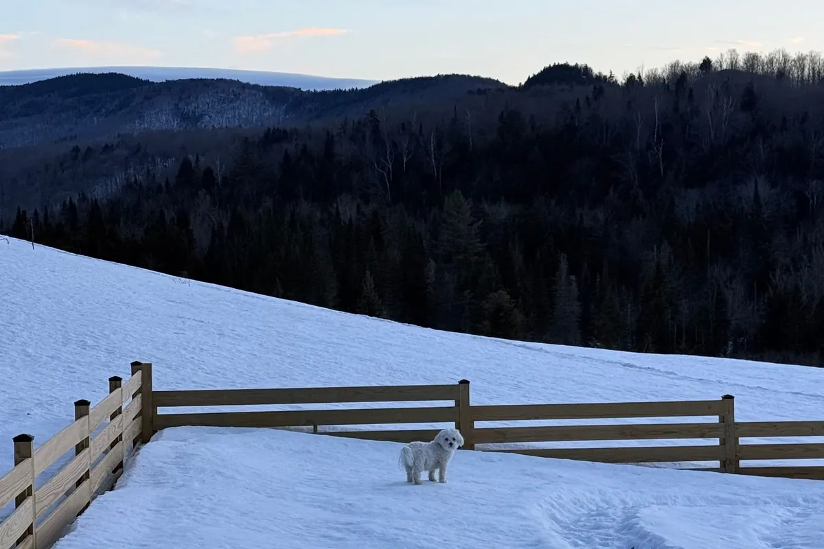 Small white dog standing on a snowy hillside by a wooden fence with mountains behind